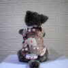Kucing-Coklat - 1