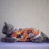Kucing-Doodle - 2