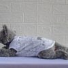 Kucing-Putih - 2