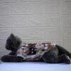 Kucing-Coklat - 3