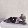 Wajah-Kucing - 3